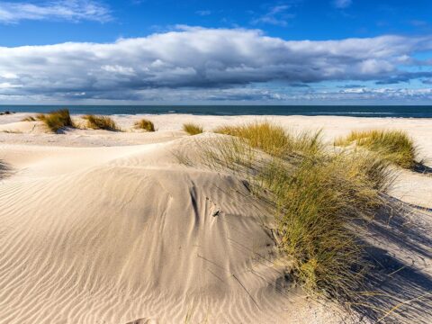 Ipsum dolor sit amet