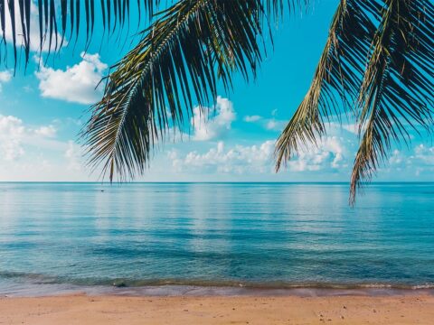 Aliquet risus a tortor